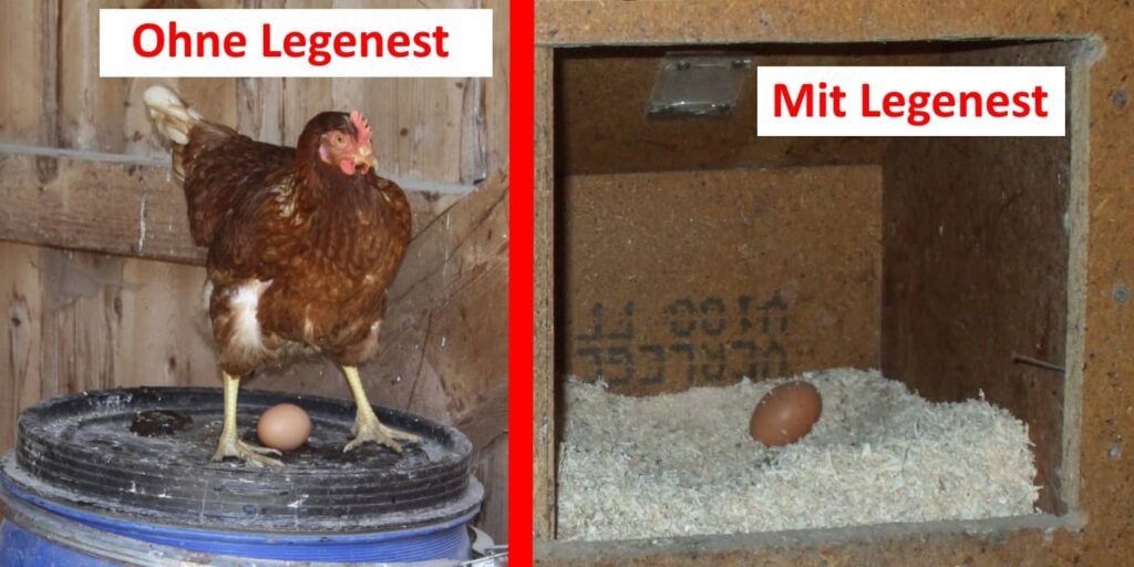 Legenest Hühner - Hühnernest gehört zur Grundausstattung im Hühnerstall