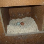 Legeprobleme - Nur wenige Eier im Legenest