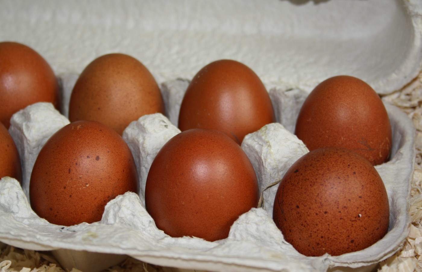 Braune Eier der Rasse Maran