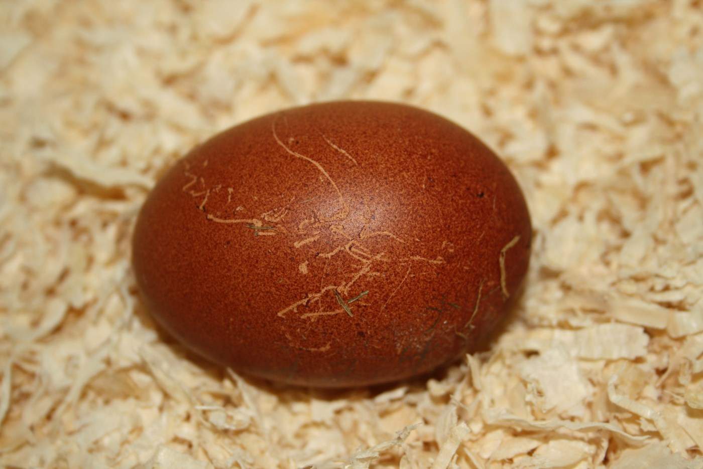 Braunes Ei mit Kratzern