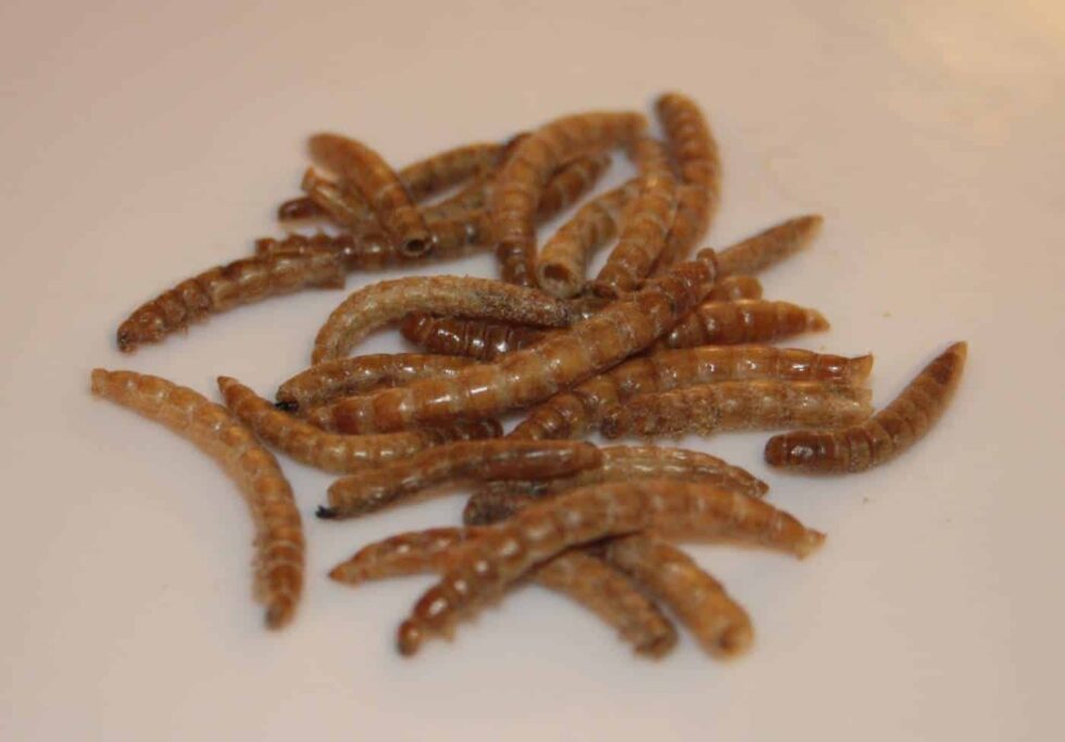 Getrocknete Mehlwürmer als Proteinlieferanten