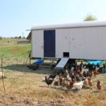 Der mobile Hühnerstall