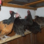 Rangordnung der Hühner