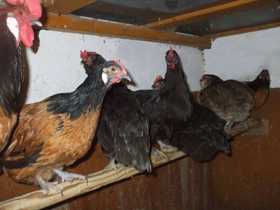 Rangordnung der Hühner