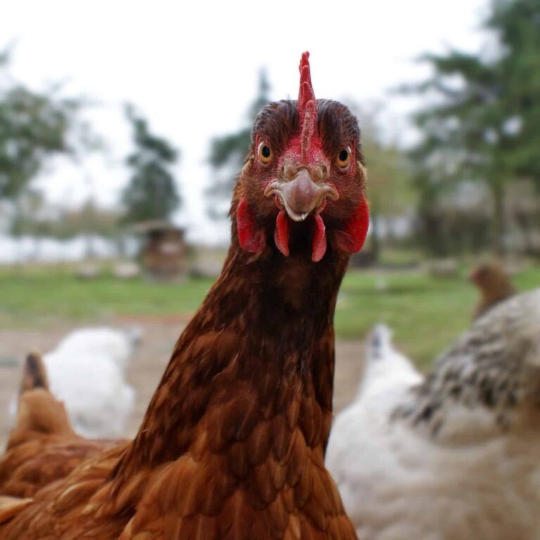 Rhodeländer Hühner Viele Eier und das lange