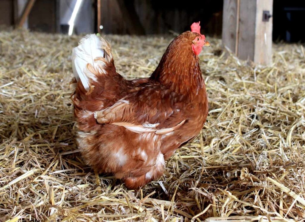 Saubere Einstreu im Hühnerstall