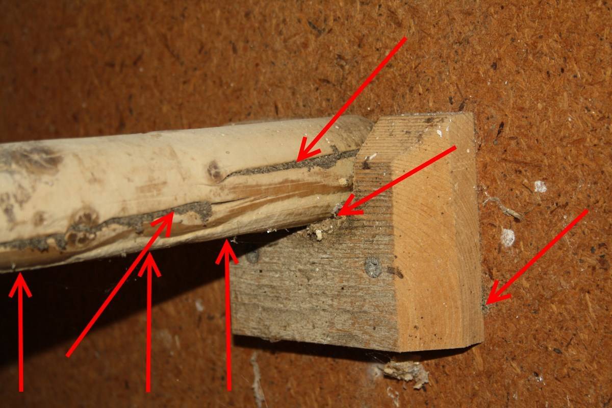 Milben im Bereich der Sitzstange Hühner halten