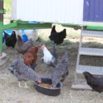 Hühnerstall und Auslauf für Anfänger