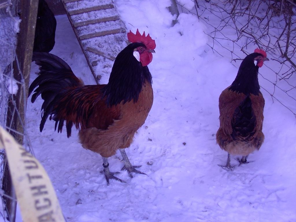 Eingang zum Hühnerstall im Winter