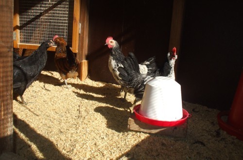 Mehrere Hühner im Stall