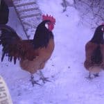 Vorwerkhühner im Schnee
