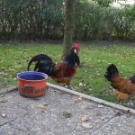 Vorwerkhahn und Henne im Garten