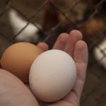 Warum Hühner Eier legen