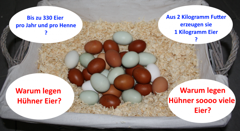 Wie Viel Eier Legt Ein Huhn Am Tag www.huehner-haltung.de