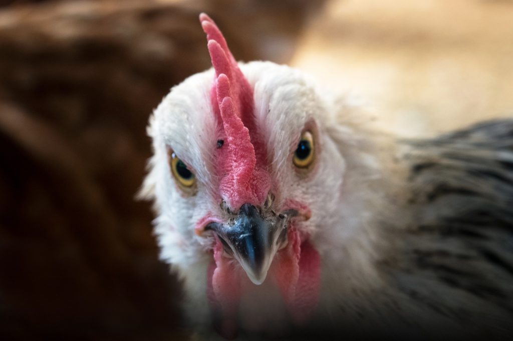 Warum legen Hühner Eier? - Erschreckende Folgen der Leistungszucht