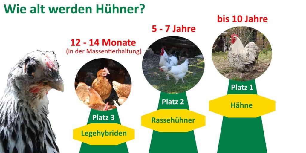 Wie alt werden Hühner?