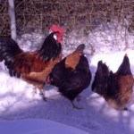 Der Winter - Hühner im Winter
