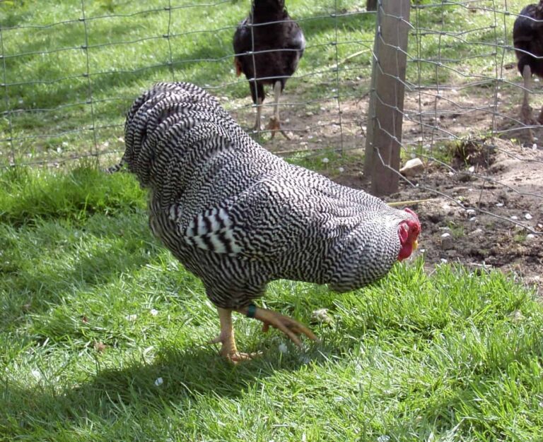 Wie alt werden Hühner? Lebenserwartung von Huhn und Hahn Wie alt werden Hühner? Lebenserwartung von Huhn und Hahn